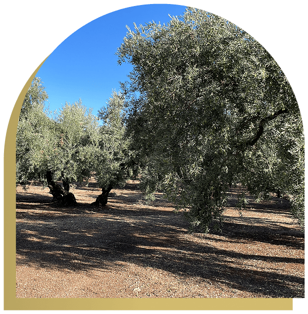 Oleum Alcazaba